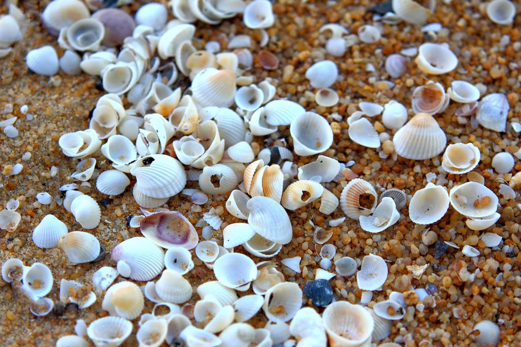 shells on the beach